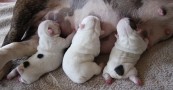 Gogo’s puppies are here!